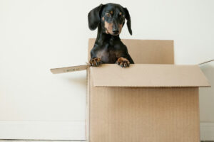 Hur skyddar man ömtåliga föremål vid flytt?